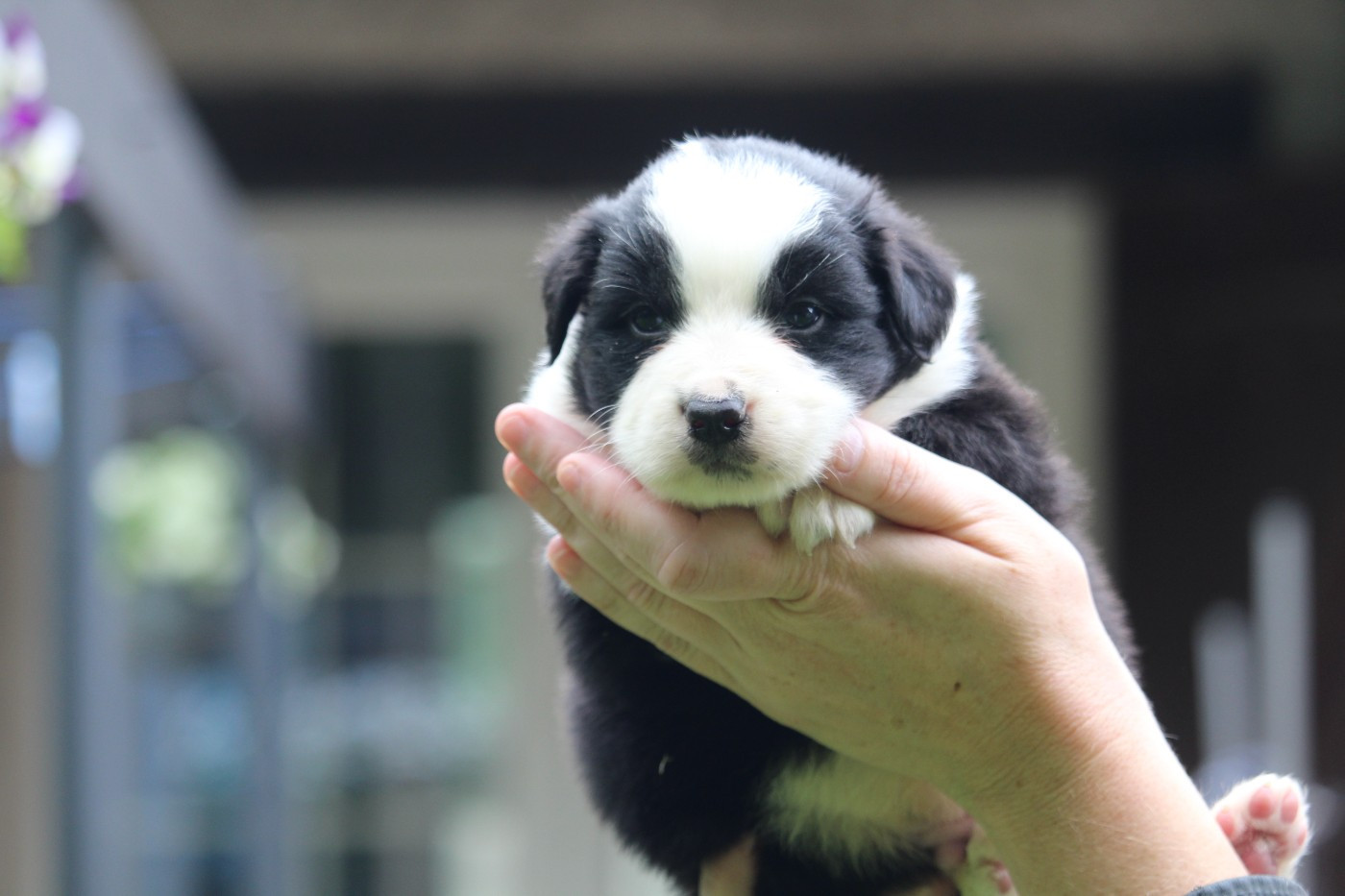 De l'orée du bois de la raminerie - Chiots disponibles - Berger Australien