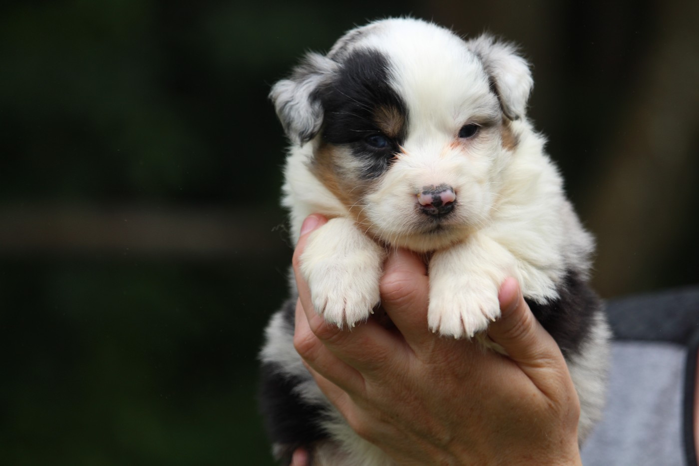 De l'orée du bois de la raminerie - Chiots disponibles - Berger Australien