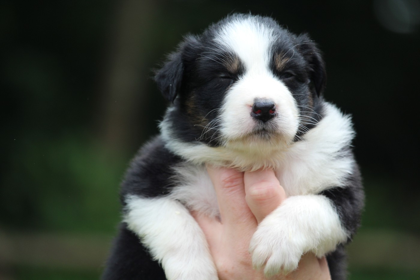 De l'orée du bois de la raminerie - Chiots disponibles - Berger Australien