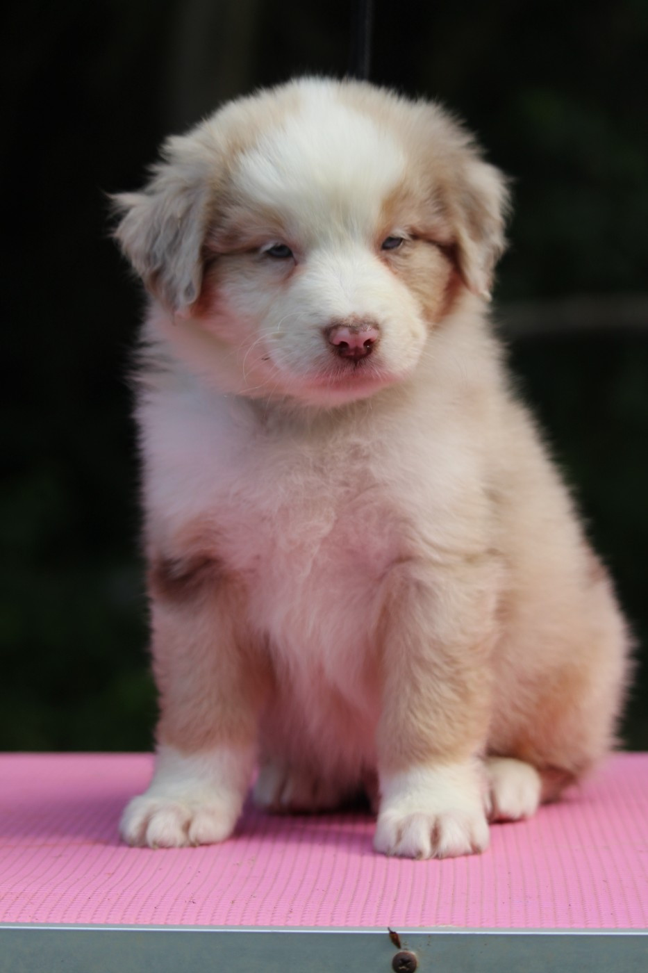 De l'orée du bois de la raminerie - Chiots disponibles - Berger Australien