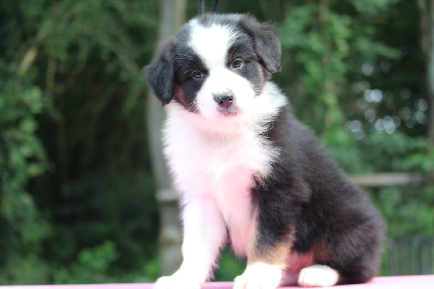 De l'orée du bois de la raminerie - Chiots disponibles - Berger Australien