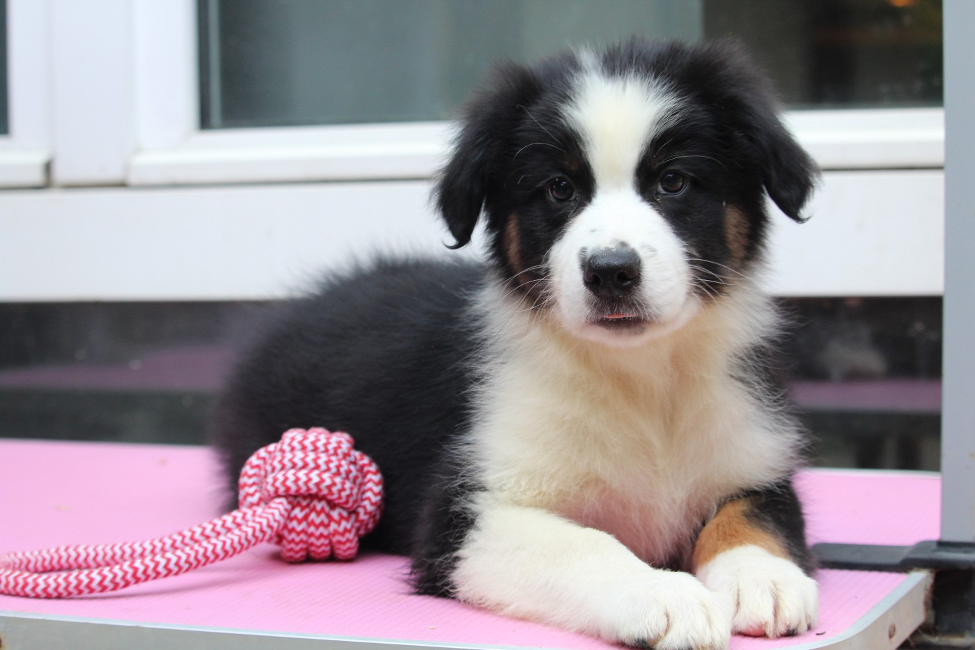 De l'orée du bois de la raminerie - Chiots disponibles - Berger Australien