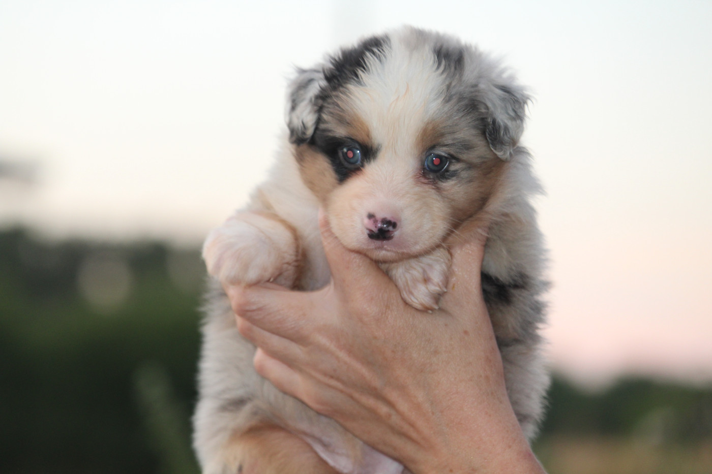De l'orée du bois de la raminerie - Chiots disponibles - Berger Australien