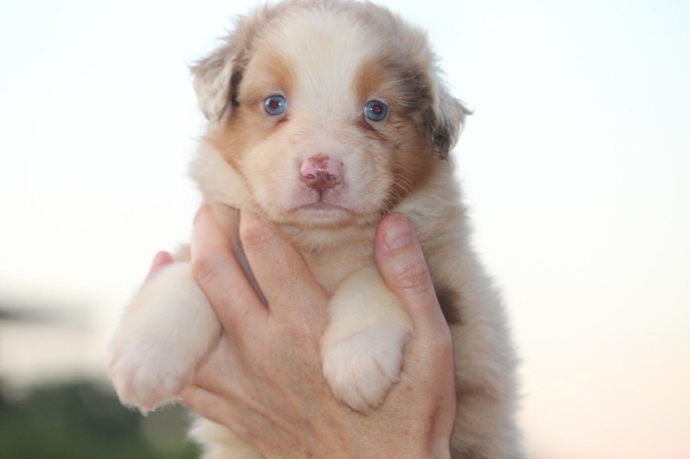 De l'orée du bois de la raminerie - Chiots disponibles - Berger Australien