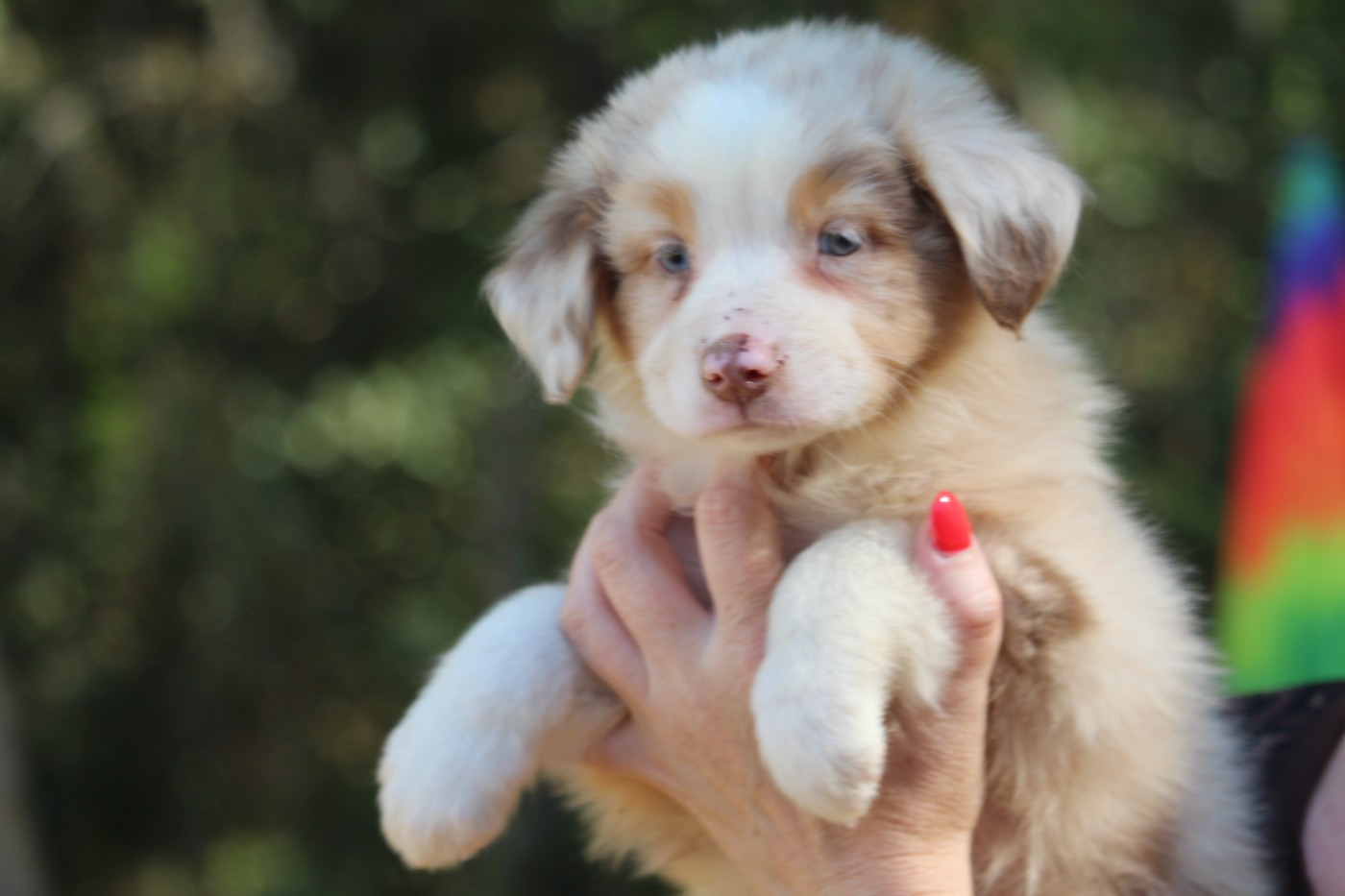 De l'orée du bois de la raminerie - Chiots disponibles - Berger Australien