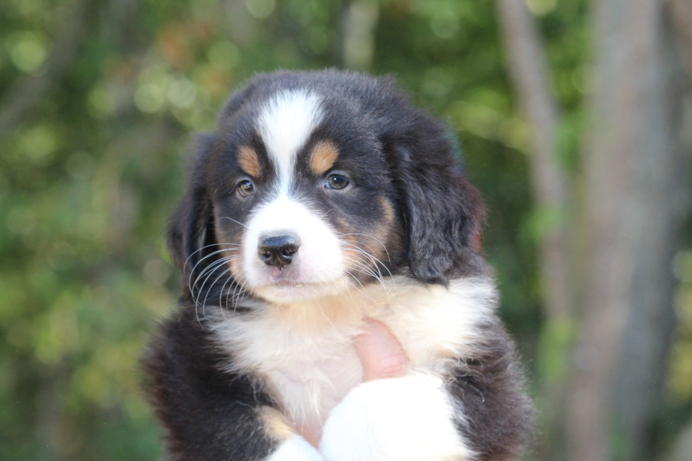 De l'orée du bois de la raminerie - Chiots disponibles - Berger Australien