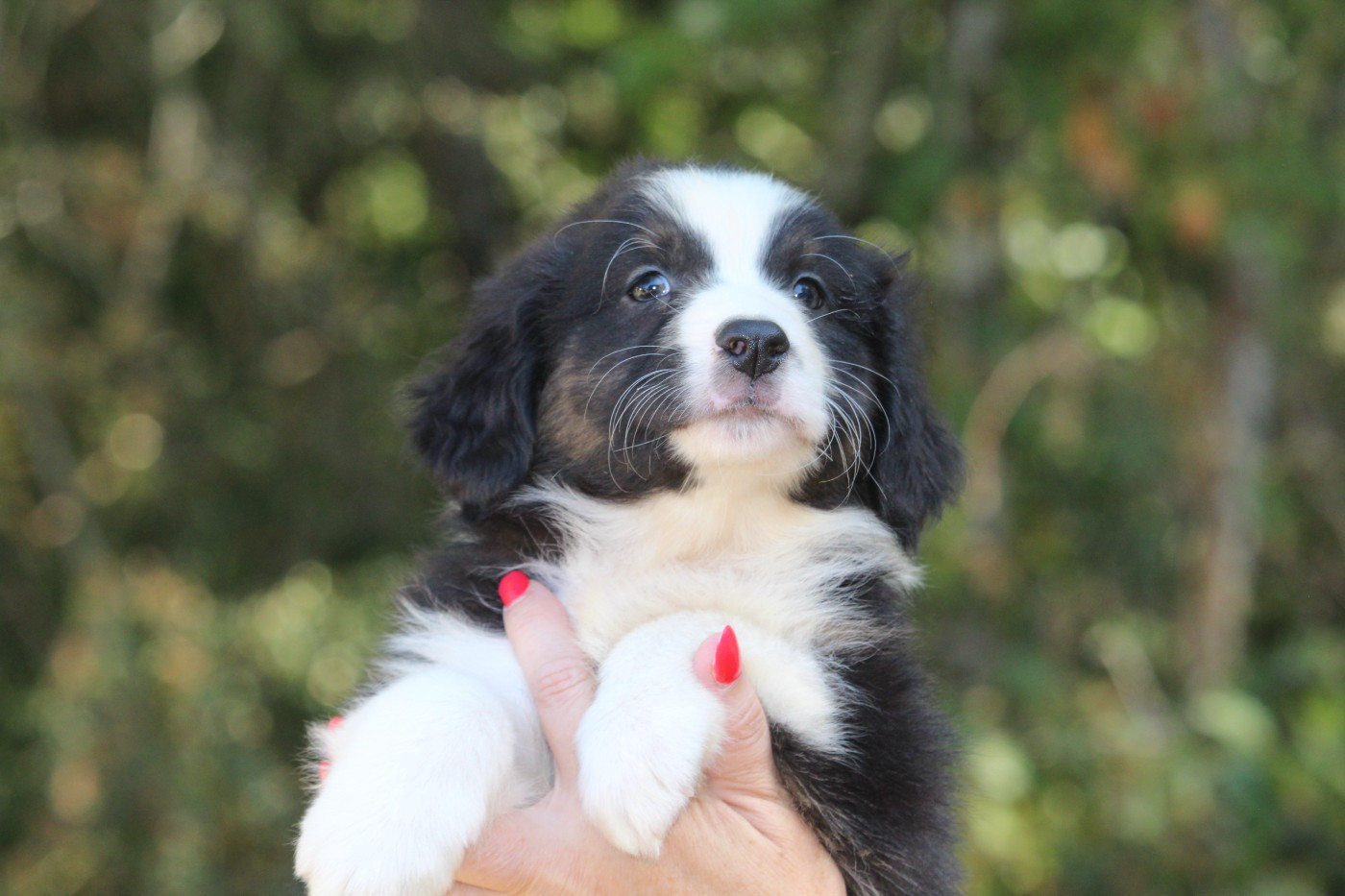 De l'orée du bois de la raminerie - Chiots disponibles - Berger Australien