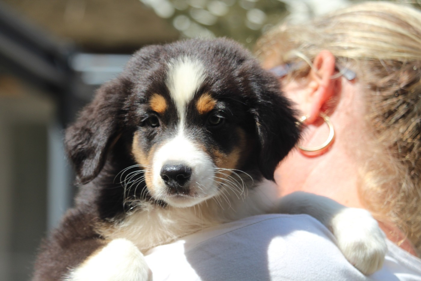 De l'orée du bois de la raminerie - Chiots disponibles - Berger Australien
