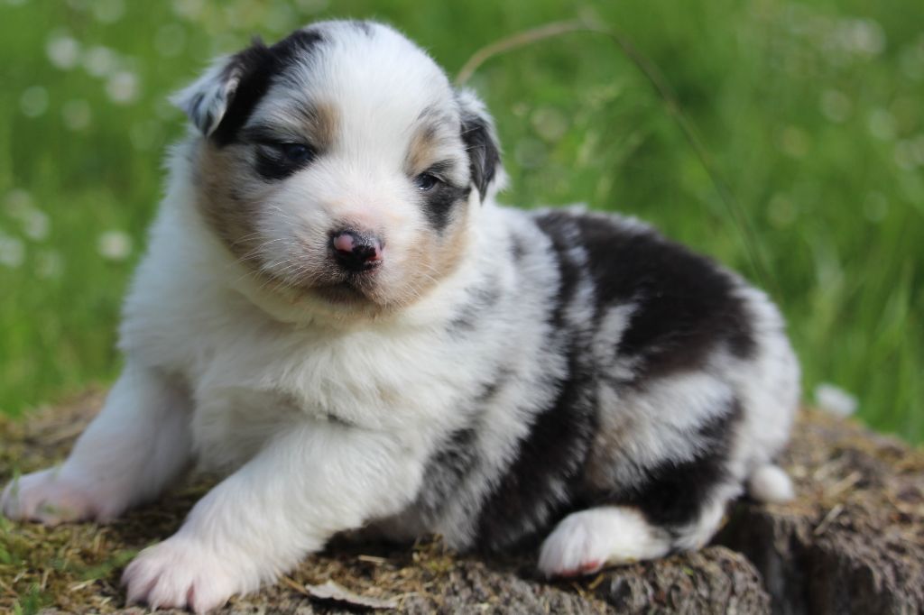 De l'orée du bois de la raminerie - Chiots disponibles - Berger Australien
