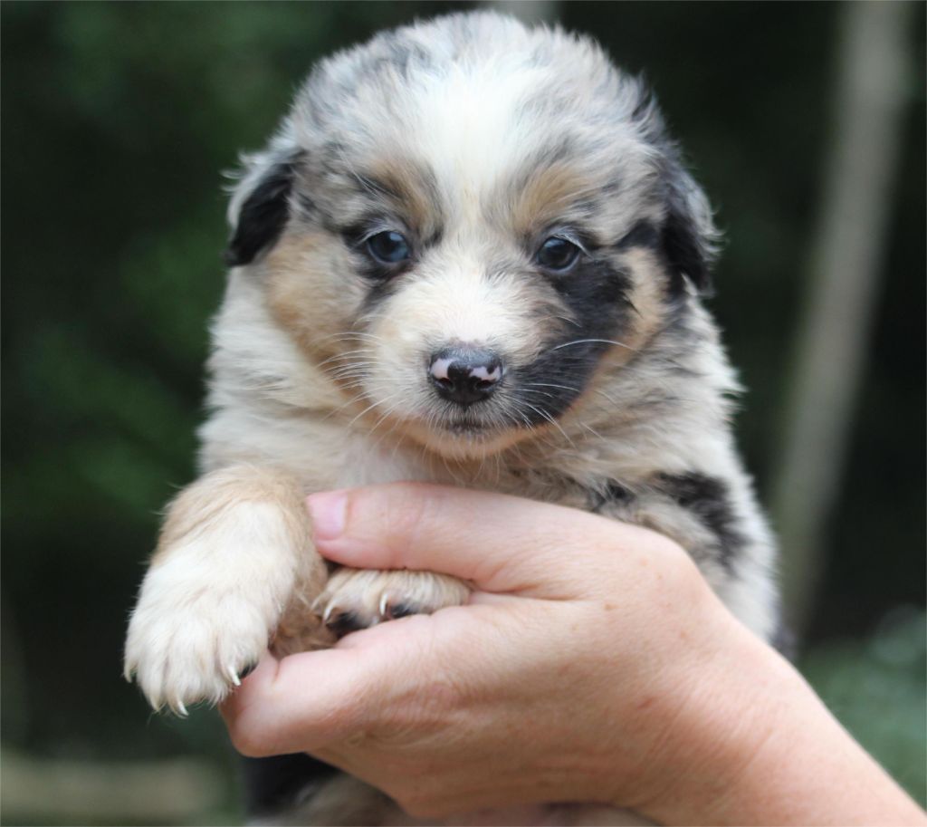 De l'orée du bois de la raminerie - Chiots disponibles - Berger Australien