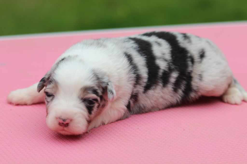De l'orée du bois de la raminerie - Chiots disponibles - Berger Australien
