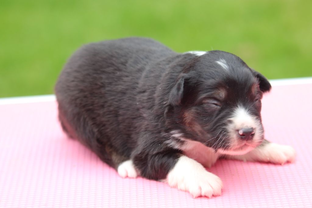 De l'orée du bois de la raminerie - Chiots disponibles - Berger Australien