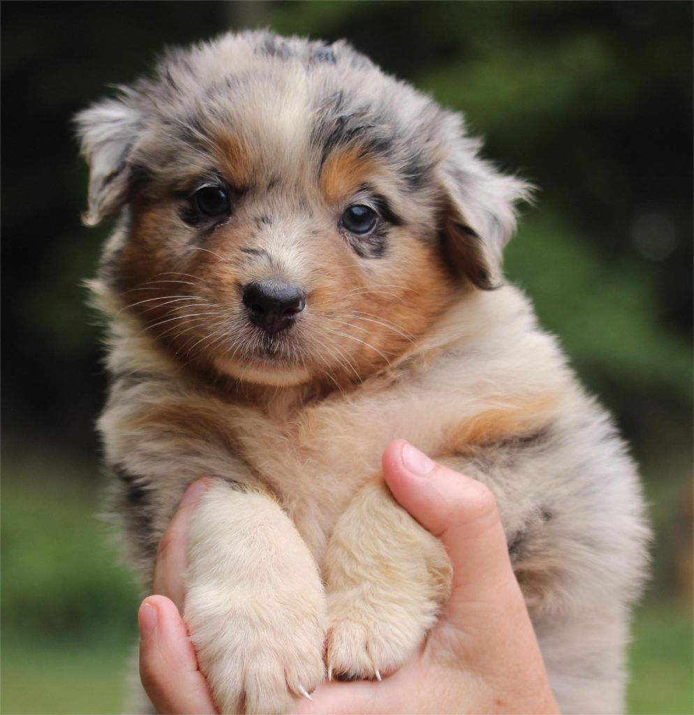 De l'orée du bois de la raminerie - Chiots disponibles - Berger Australien