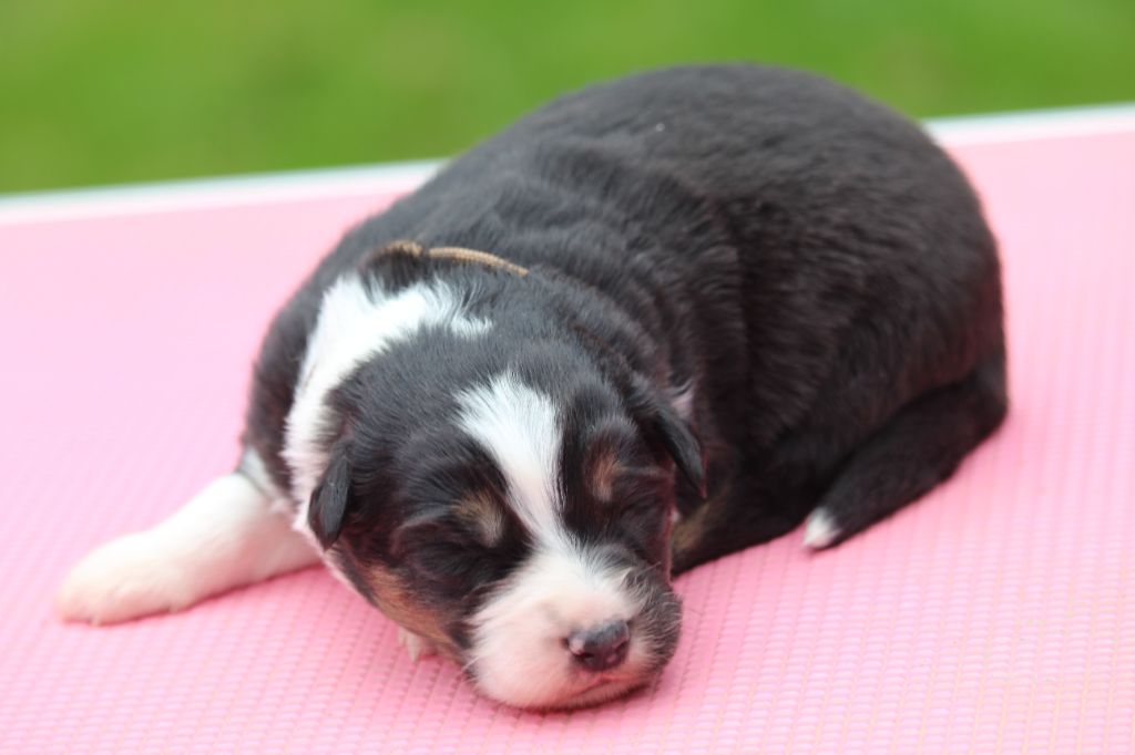 De l'orée du bois de la raminerie - Chiots disponibles - Berger Australien