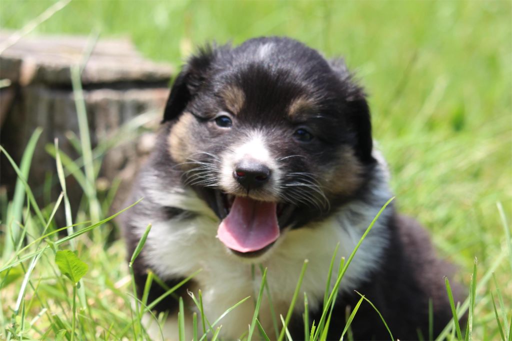 De l'orée du bois de la raminerie - Chiots disponibles - Berger Australien
