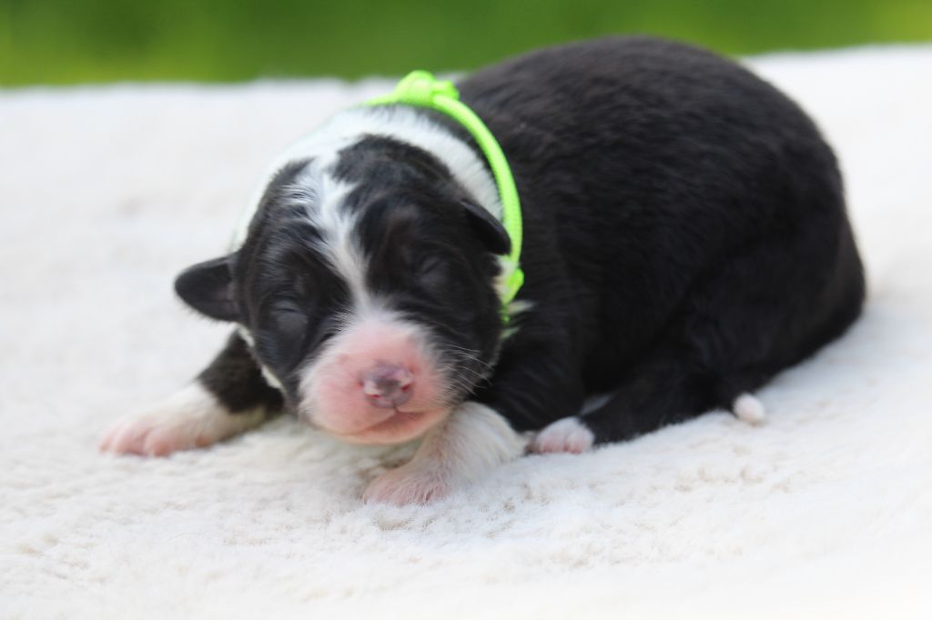 De l'orée du bois de la raminerie - Chiots disponibles - Berger Australien