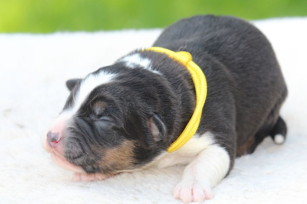 De l'orée du bois de la raminerie - Chiots disponibles - Berger Australien