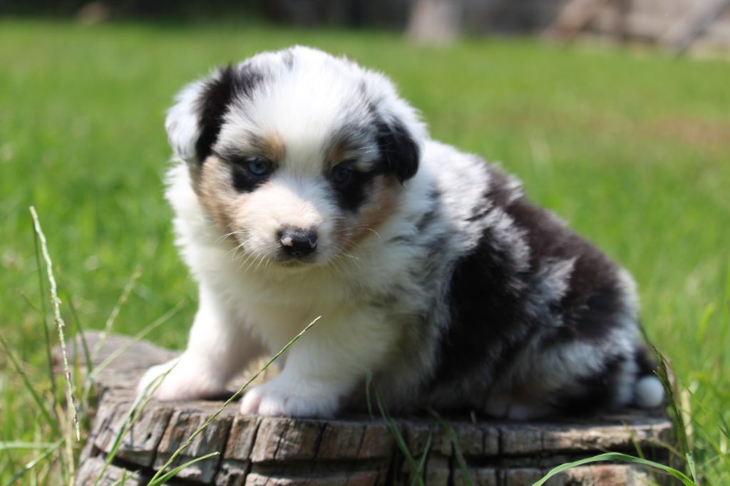 De l'orée du bois de la raminerie - Chiots disponibles - Berger Australien
