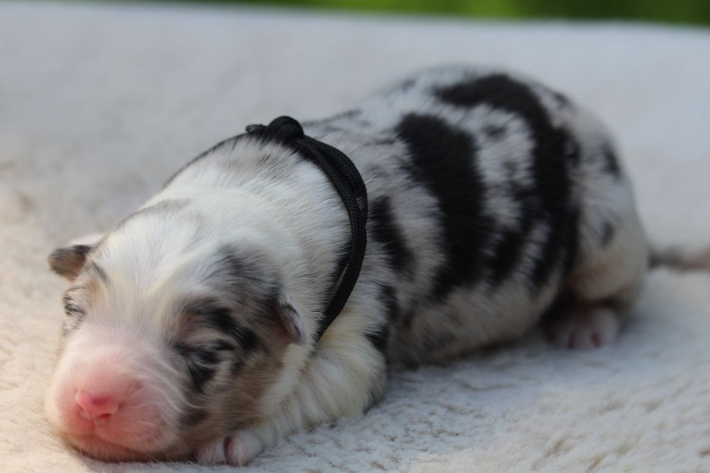 De l'orée du bois de la raminerie - Chiots disponibles - Berger Australien