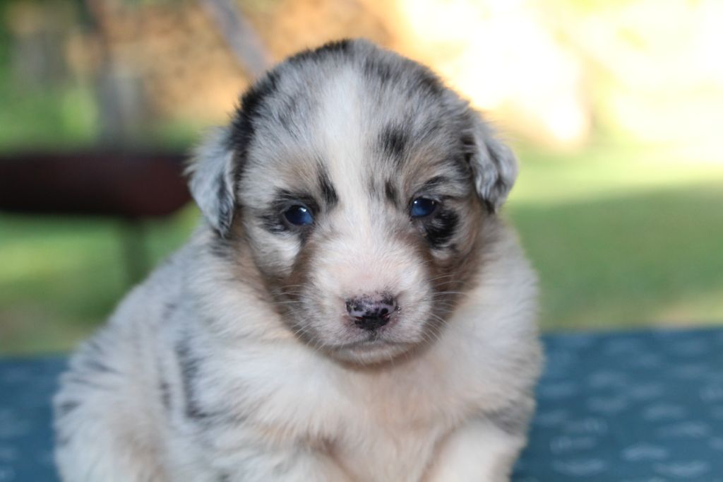 De l'orée du bois de la raminerie - Chiots disponibles - Berger Australien
