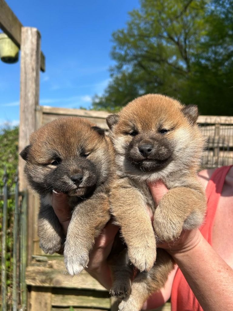De l'orée du bois de la raminerie - Shiba - Portée née le 20/03/2025