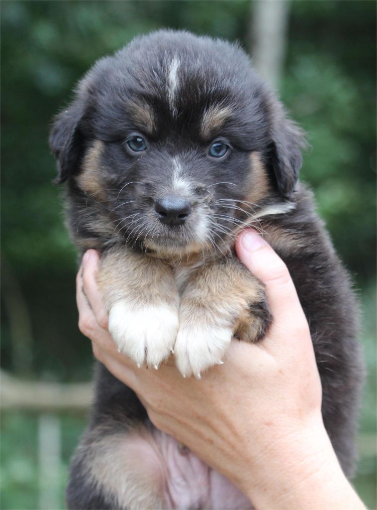 De l'orée du bois de la raminerie - Chiots disponibles - Berger Australien