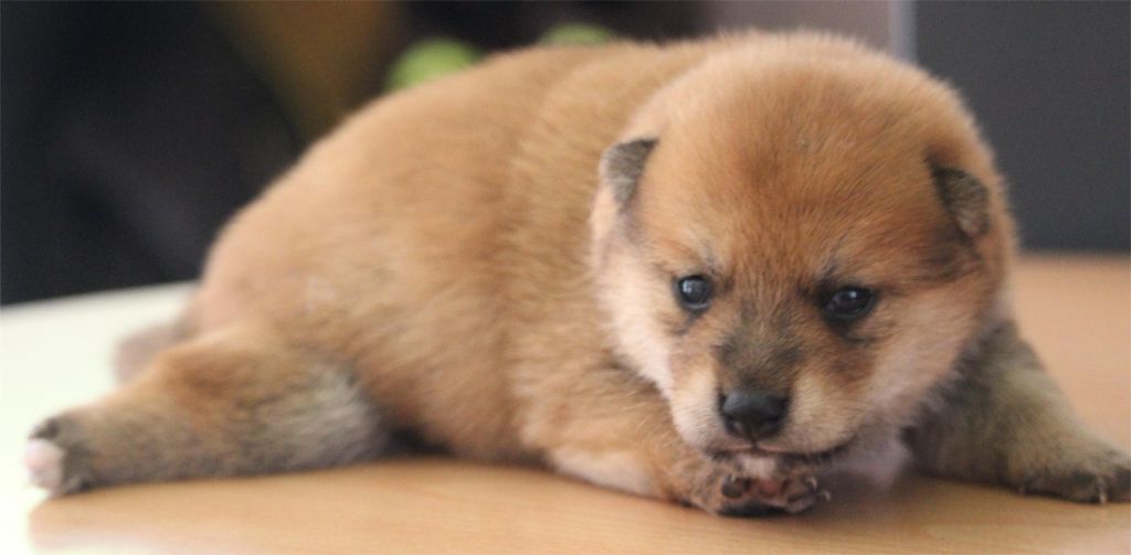 De l'orée du bois de la raminerie - Chiots disponibles - Shiba