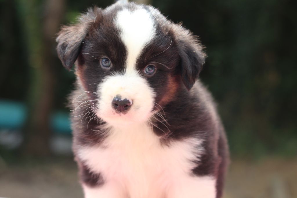 De l'orée du bois de la raminerie - Chiots disponibles - Berger Australien