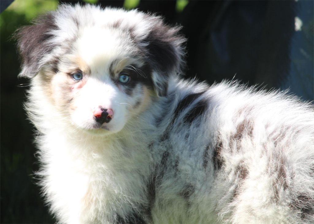 De l'orée du bois de la raminerie - Chiots disponibles - Berger Australien