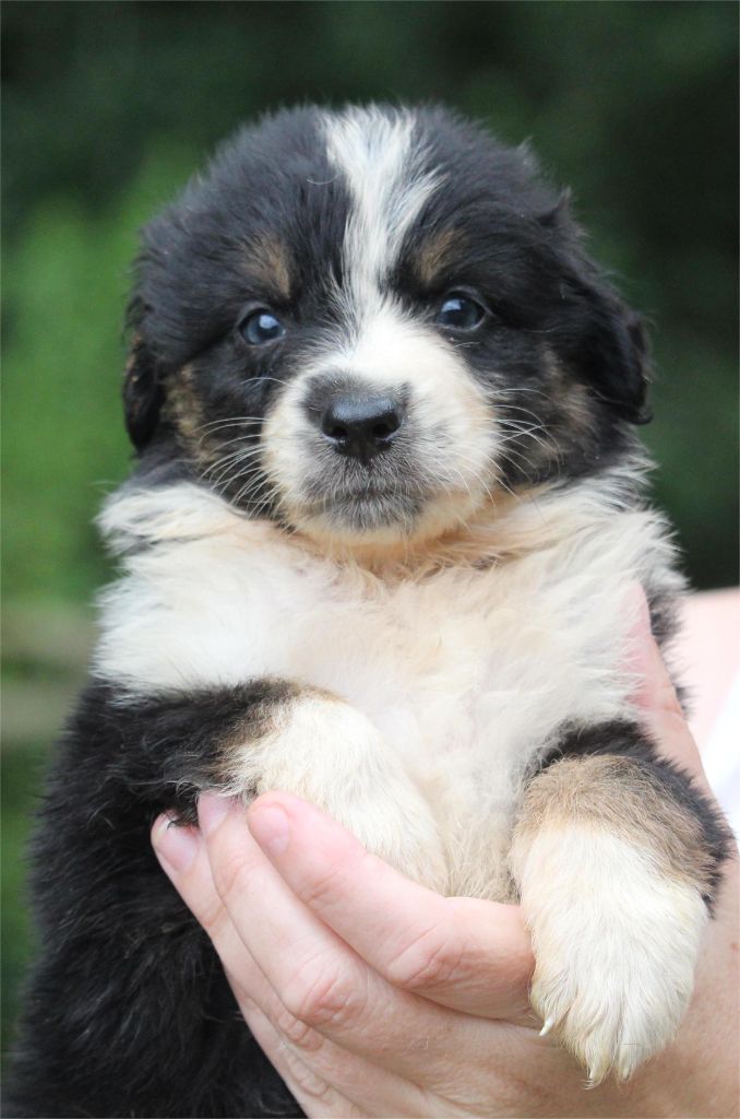 De l'orée du bois de la raminerie - Chiots disponibles - Berger Australien