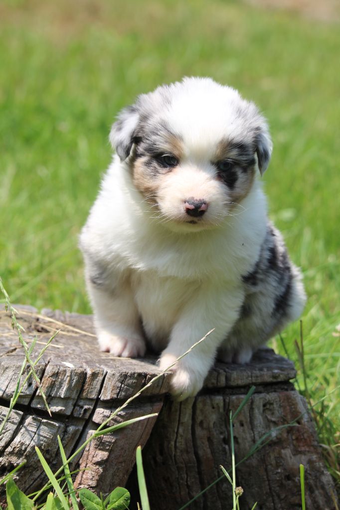 De l'orée du bois de la raminerie - Chiots disponibles - Berger Australien