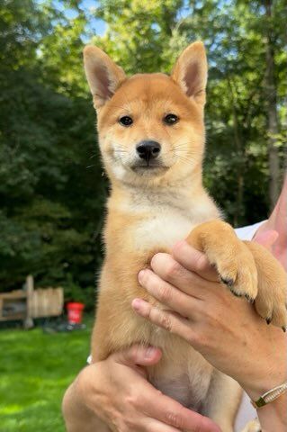 De l'orée du bois de la raminerie - Chiots disponibles - Shiba