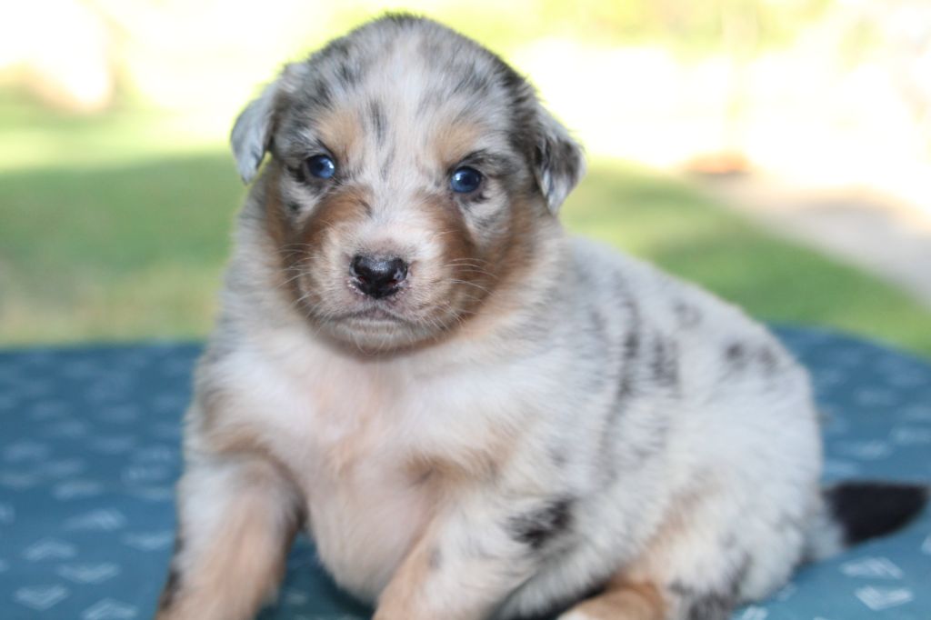De l'orée du bois de la raminerie - Chiots disponibles - Berger Australien