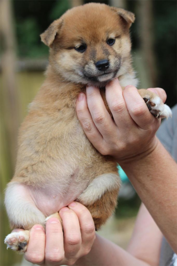 De l'orée du bois de la raminerie - Chiots disponibles - Shiba