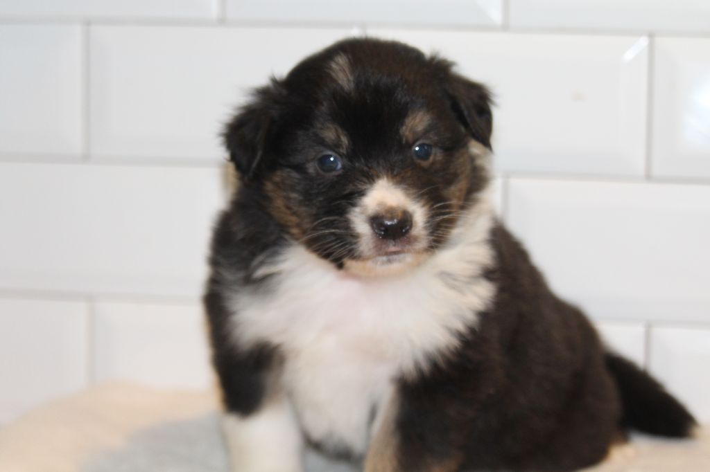 De l'orée du bois de la raminerie - Chiots disponibles - Berger Australien