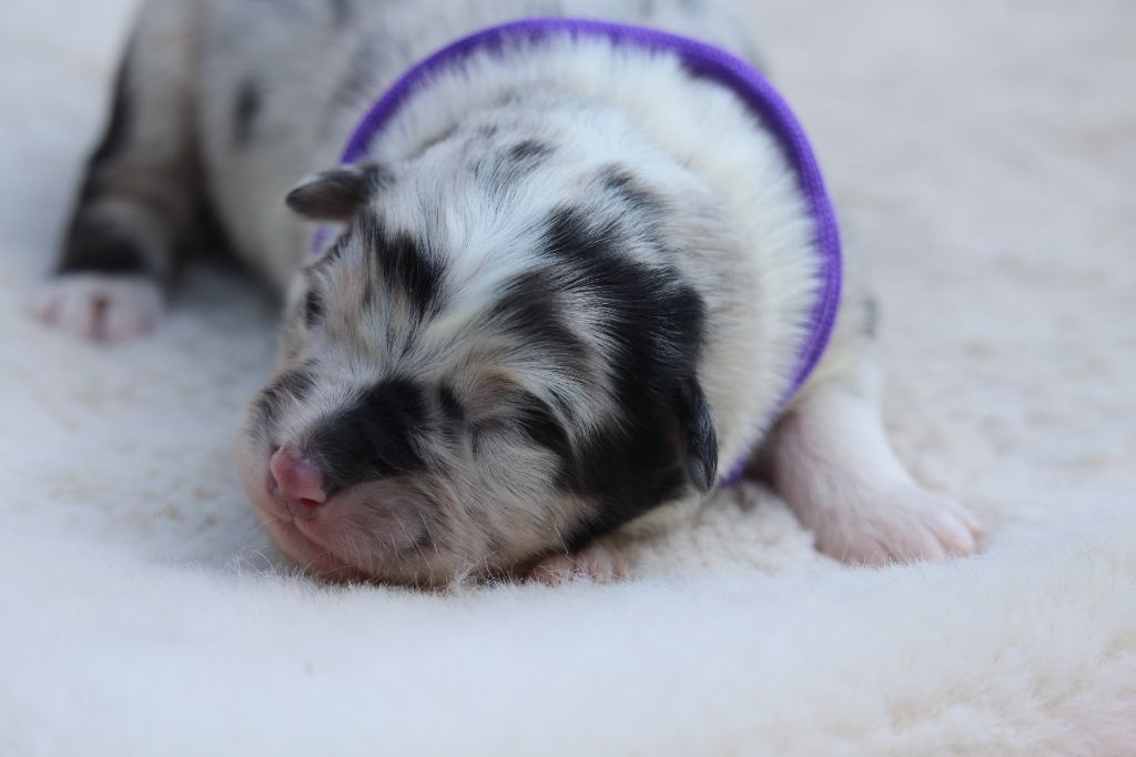 De l'orée du bois de la raminerie - Chiots disponibles - Berger Australien