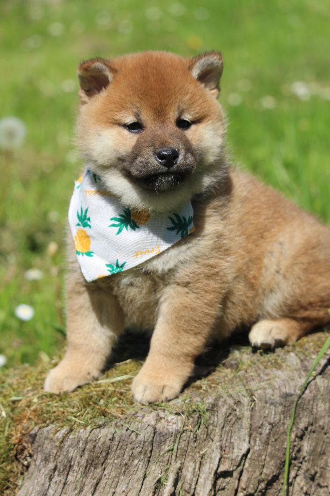 De l'orée du bois de la raminerie - Chiots disponibles - Shiba