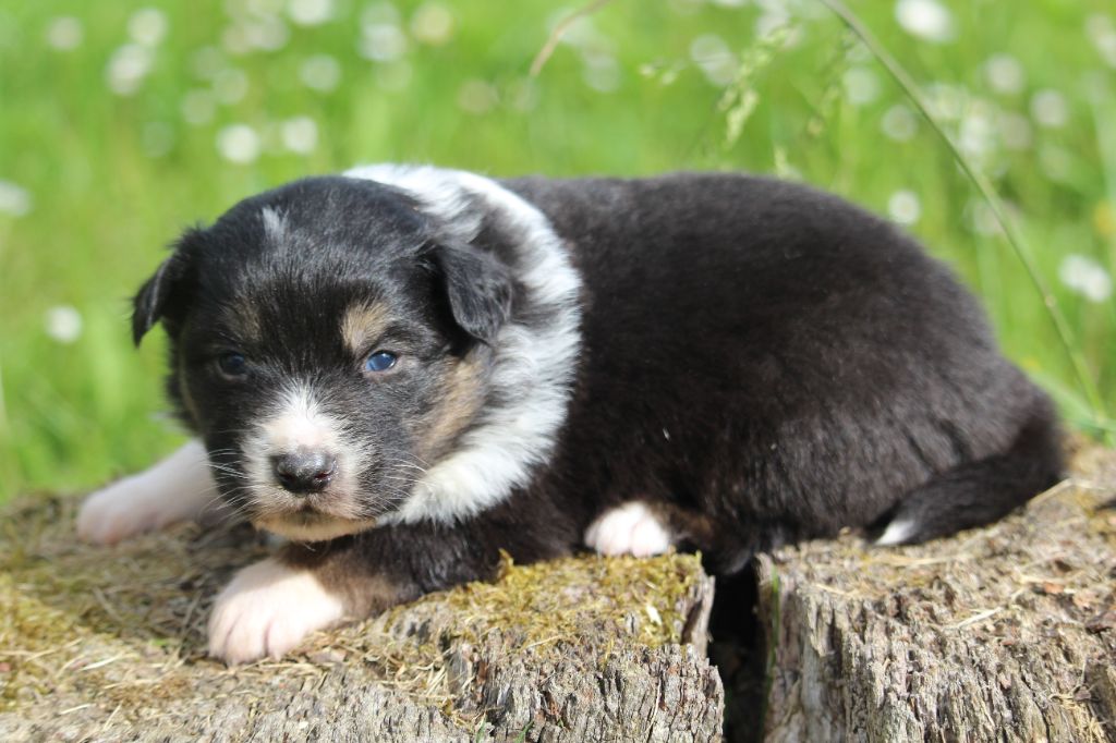 De l'orée du bois de la raminerie - Chiots disponibles - Berger Australien