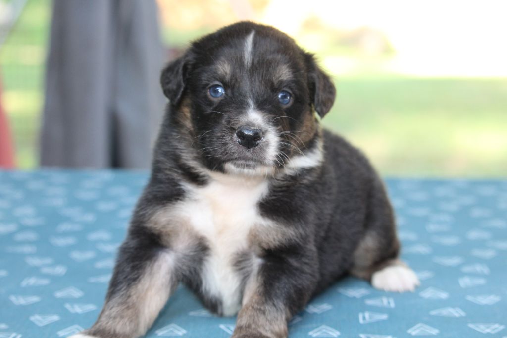 De l'orée du bois de la raminerie - Chiots disponibles - Berger Australien