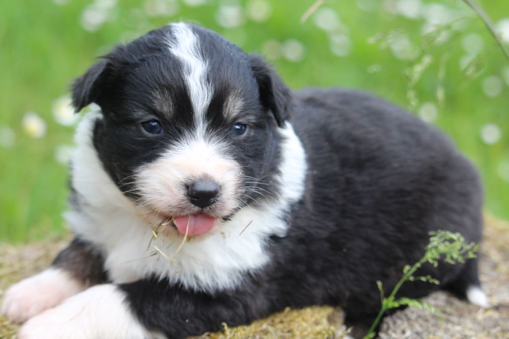De l'orée du bois de la raminerie - Chiots disponibles - Berger Australien