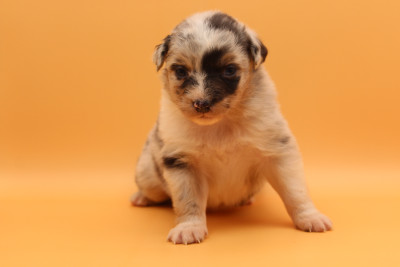 femelle bleu merle