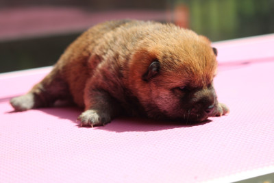 Chiot N°1