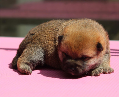 Chiot N°2