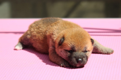 Chiot N°3