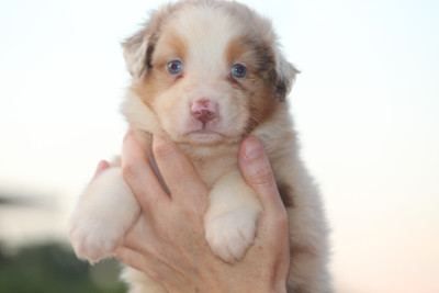 Femelle rouge merle