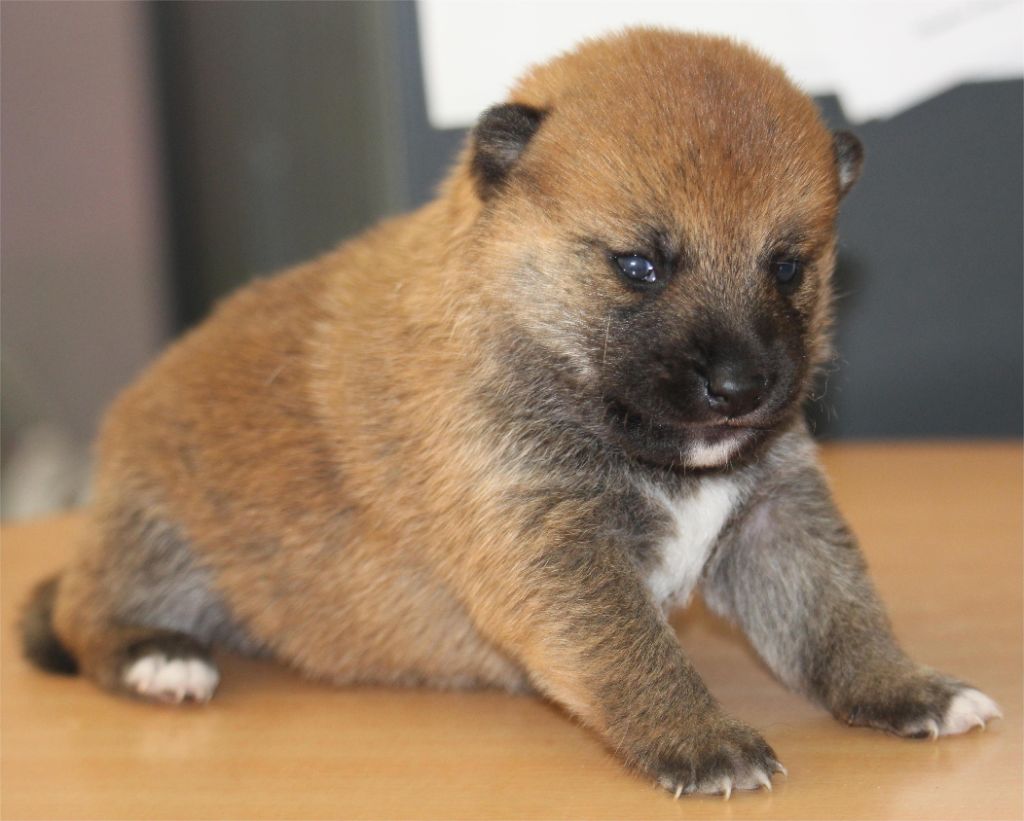De l'orée du bois de la raminerie - Chiots disponibles - Shiba