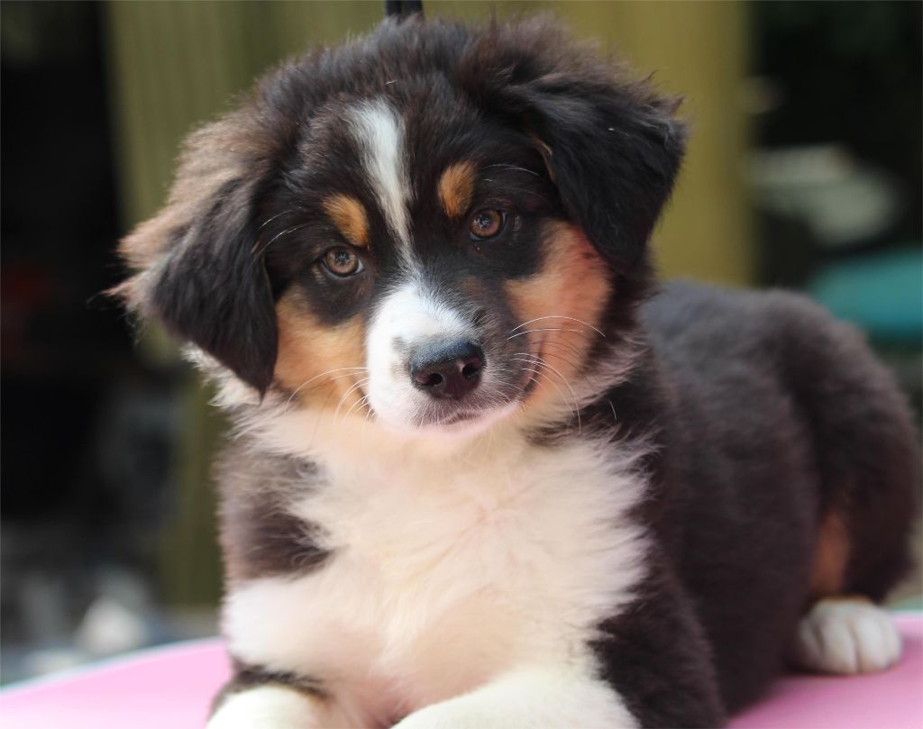 De l'orée du bois de la raminerie - Chiots disponibles - Berger Australien
