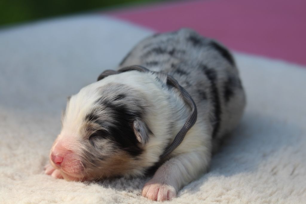 De l'orée du bois de la raminerie - Chiots disponibles - Berger Australien
