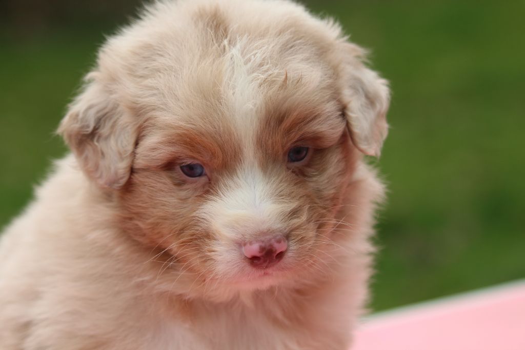 De l'orée du bois de la raminerie - Chiots disponibles - Berger Australien