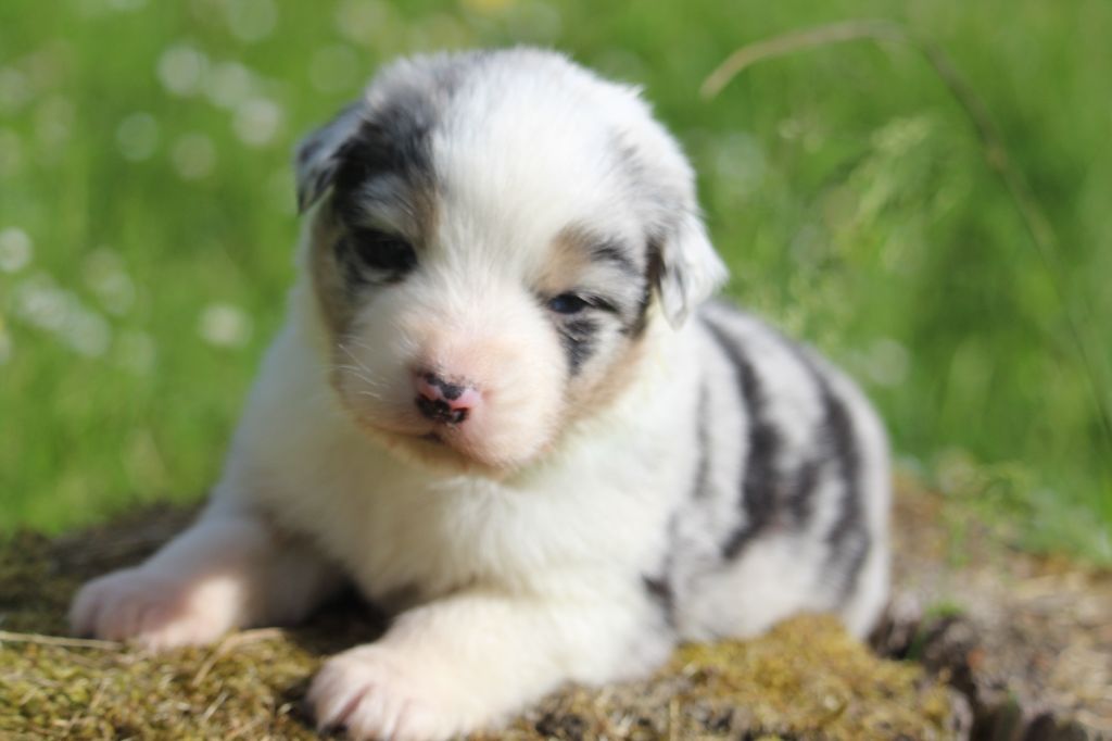 De l'orée du bois de la raminerie - Chiots disponibles - Berger Australien